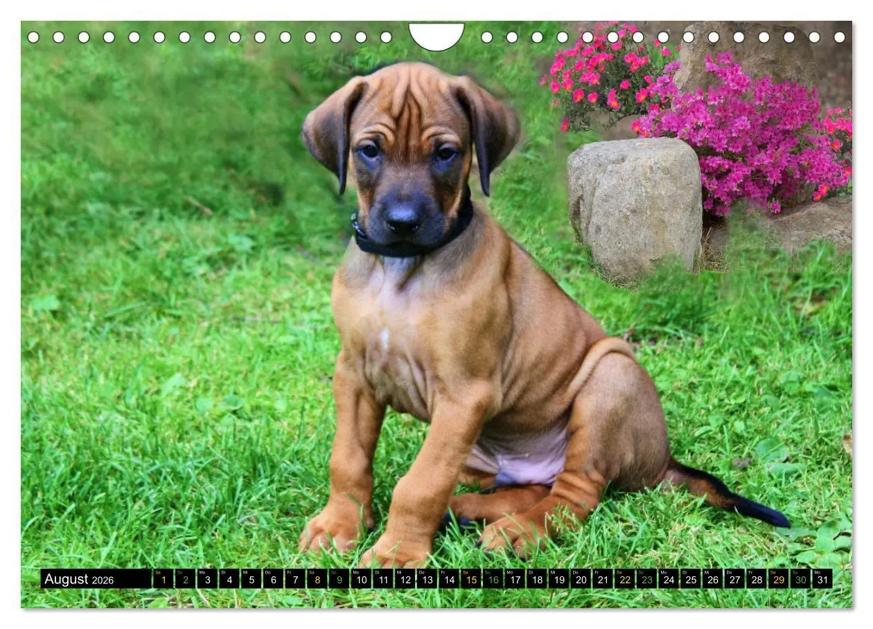 Bild: 9783457591758 | Rhodesian Ridgeback - Ausdrucksstarke Gesichter (Wandkalender 2026...