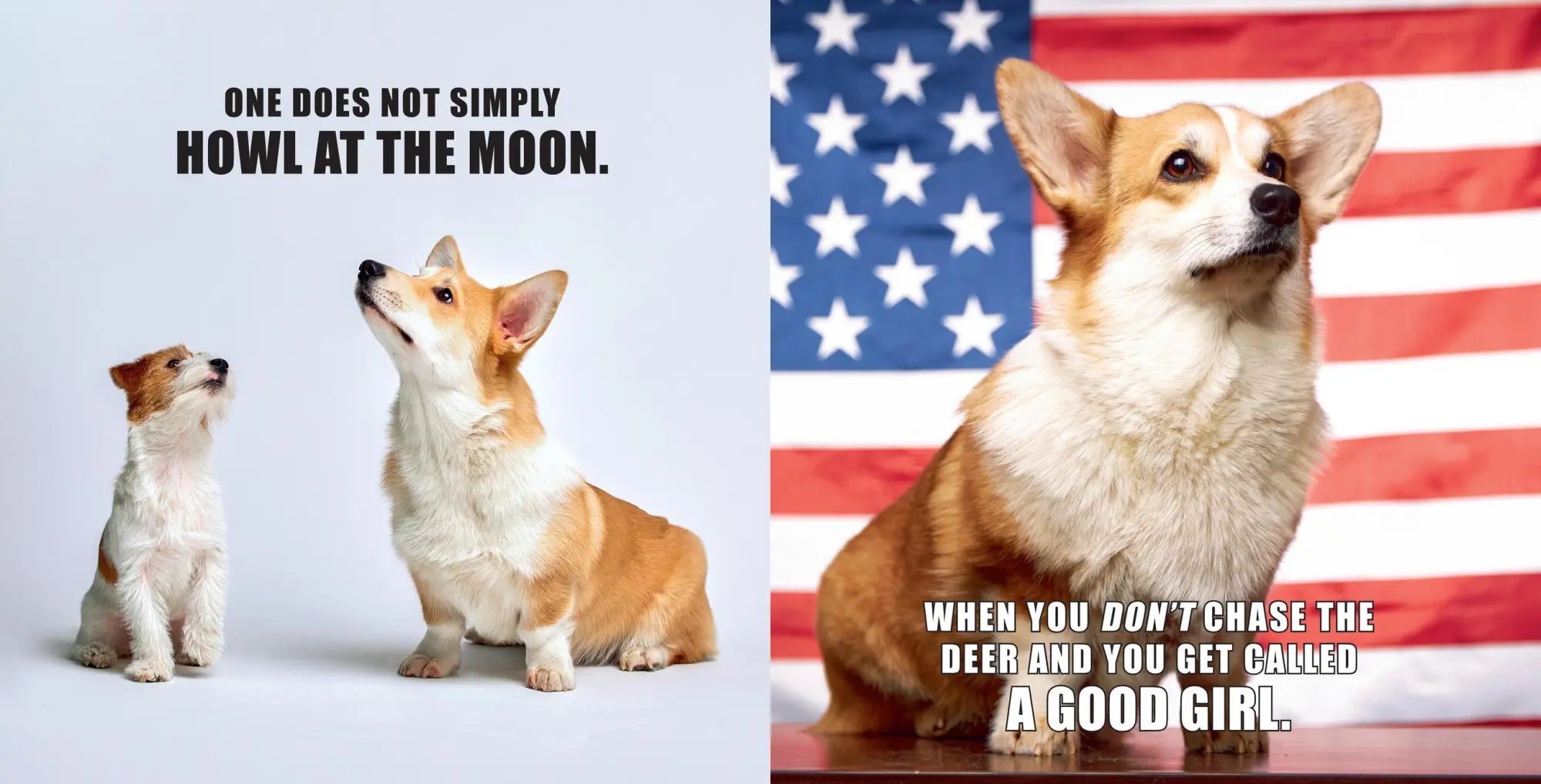 Bild: 9781454951858 | No Thoughts Just Corgis | A Comprehensive Compendium of Cuteness | Co