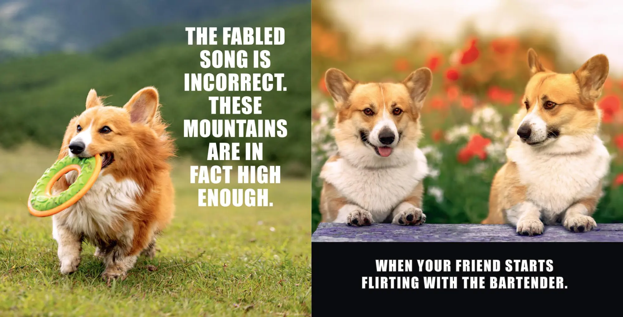 Bild: 9781454951858 | No Thoughts Just Corgis | A Comprehensive Compendium of Cuteness | Co