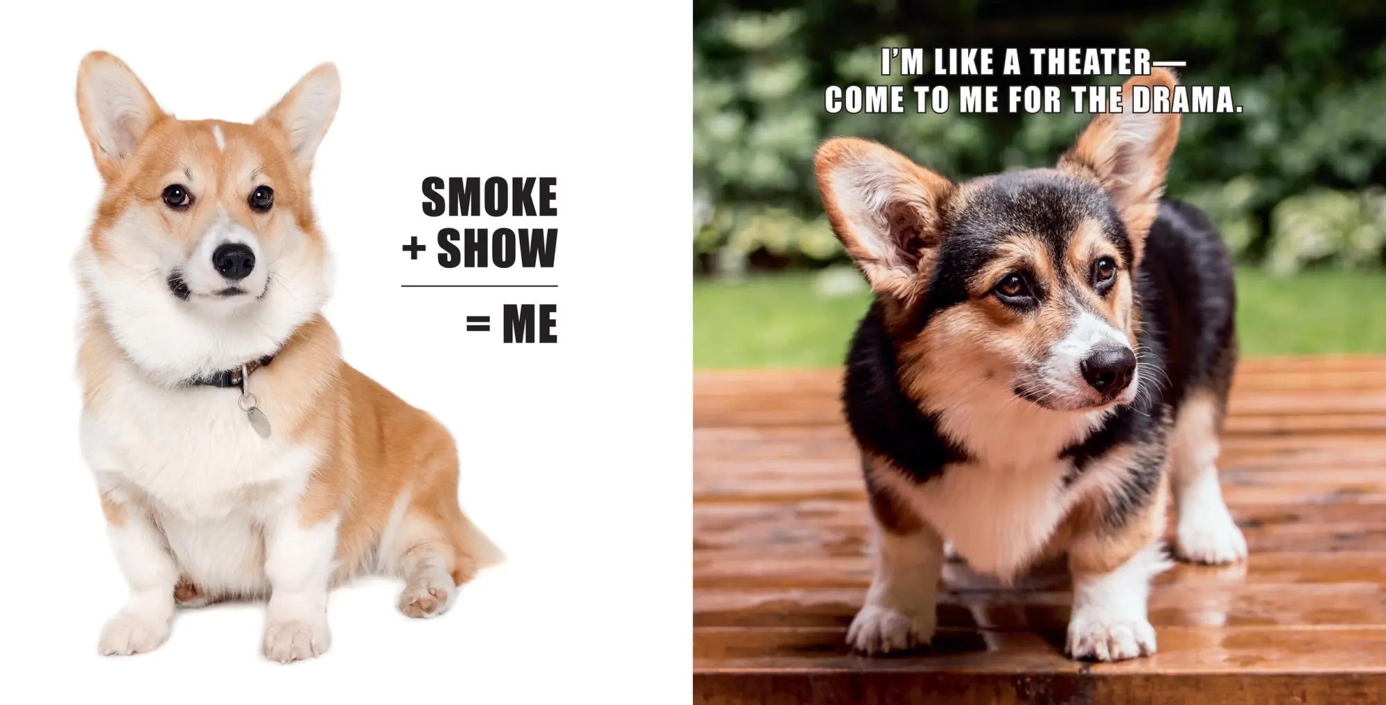 Bild: 9781454951858 | No Thoughts Just Corgis | A Comprehensive Compendium of Cuteness | Co