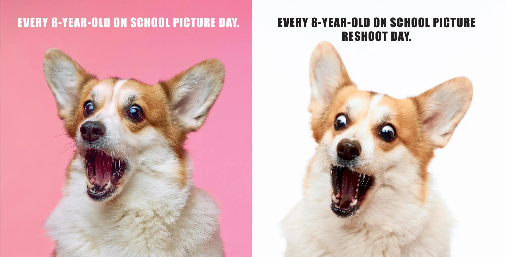 Bild: 9781454951858 | No Thoughts Just Corgis | A Comprehensive Compendium of Cuteness | Co