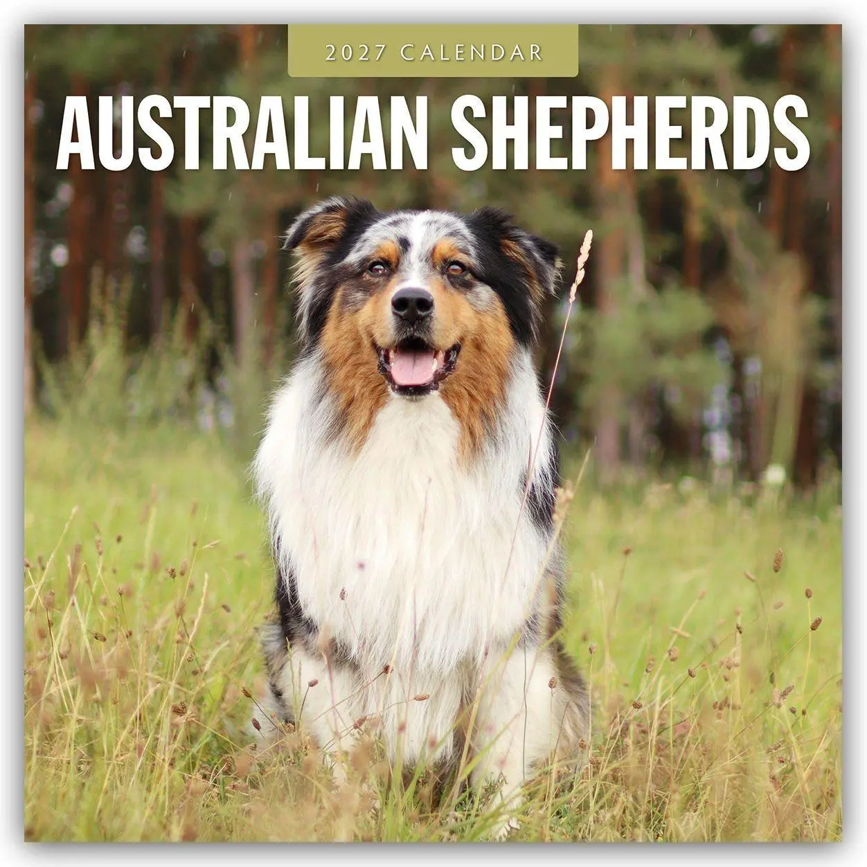 Cover: 9781837011858 | Australian Shepherds - Australian Shepherd 2027 - 16-Monatskalender