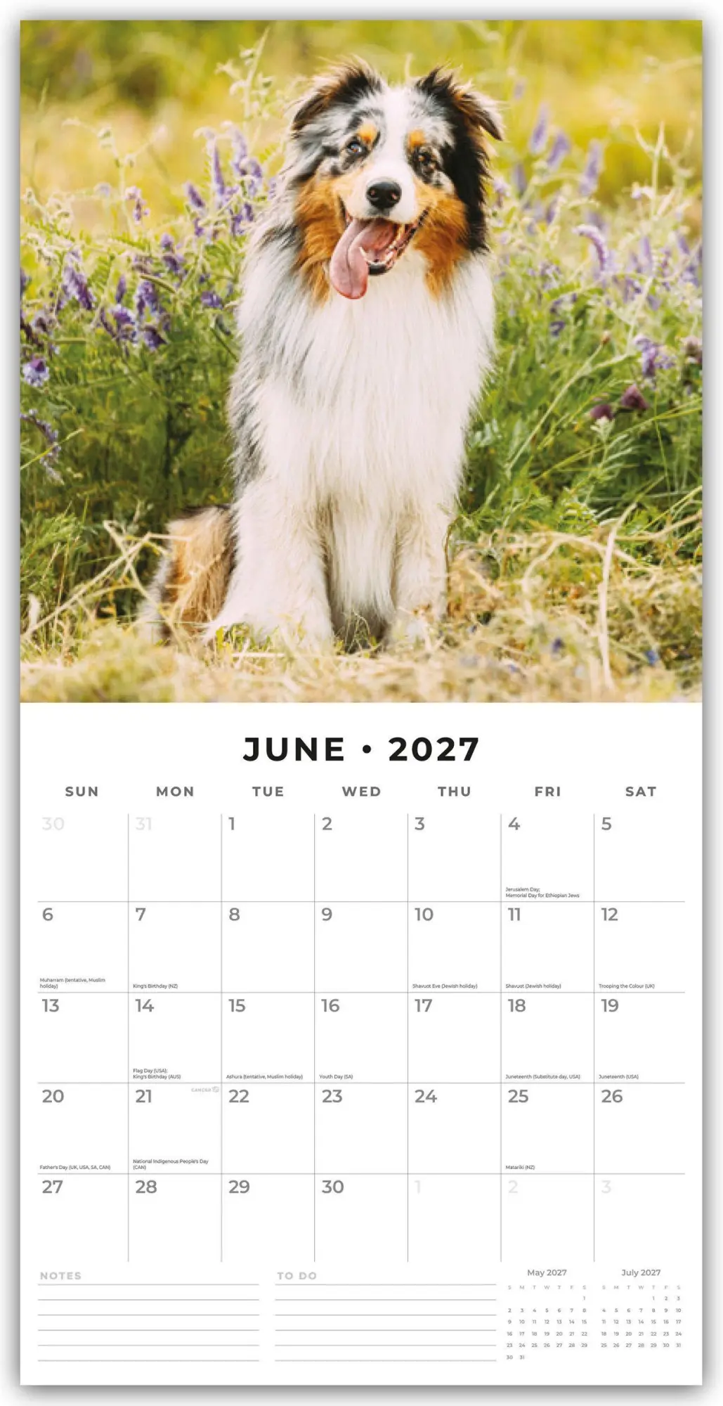 Bild: 9781837011858 | Australian Shepherds - Australian Shepherd 2027 - 16-Monatskalender