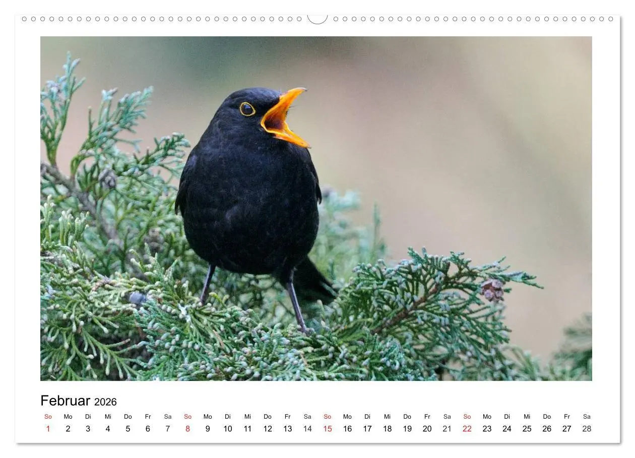 Bild: 9783457951958 | Heimische Gartenvögel - Gefiederte Freunde (hochwertiger Premium...