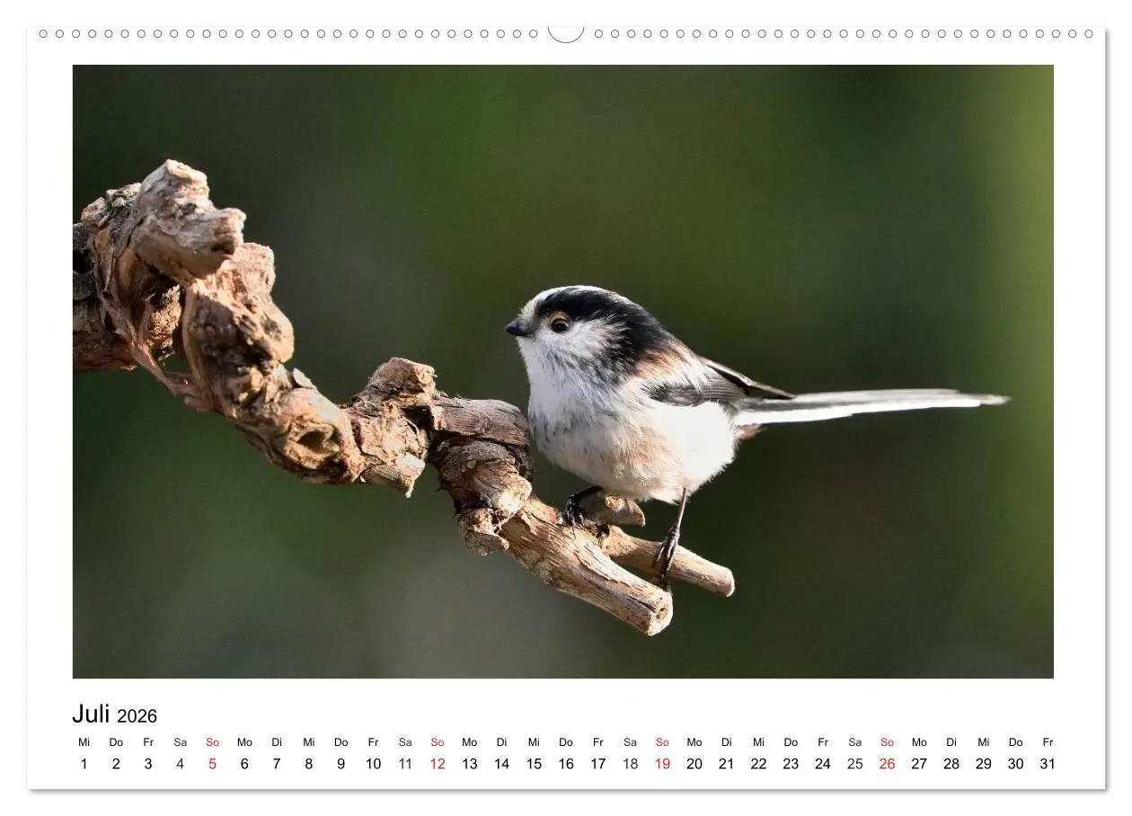 Bild: 9783457951958 | Heimische Gartenvögel - Gefiederte Freunde (hochwertiger Premium...