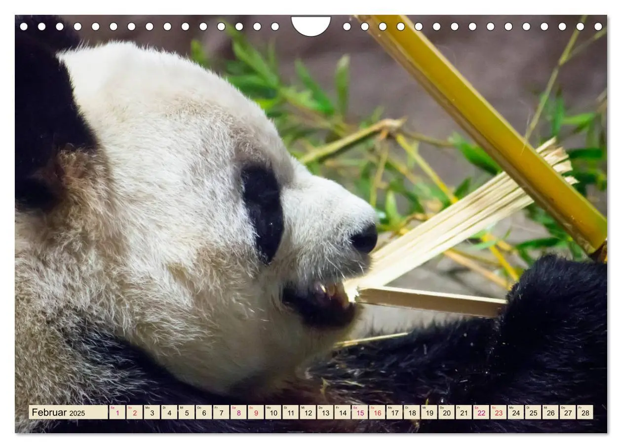 Bild: 9783435372058 | Niedlicher Panda (Wandkalender 2025 DIN A4 quer), CALVENDO...