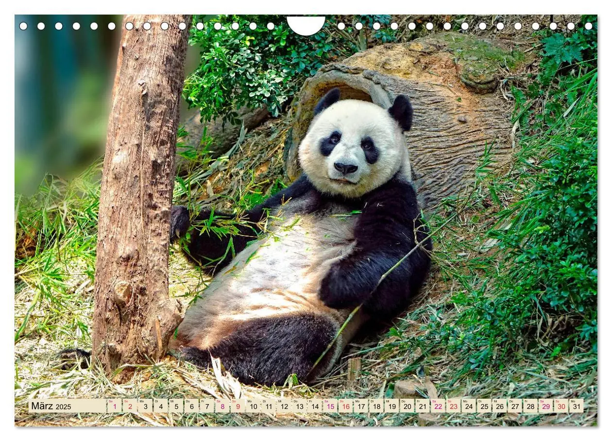 Bild: 9783435372058 | Niedlicher Panda (Wandkalender 2025 DIN A4 quer), CALVENDO...