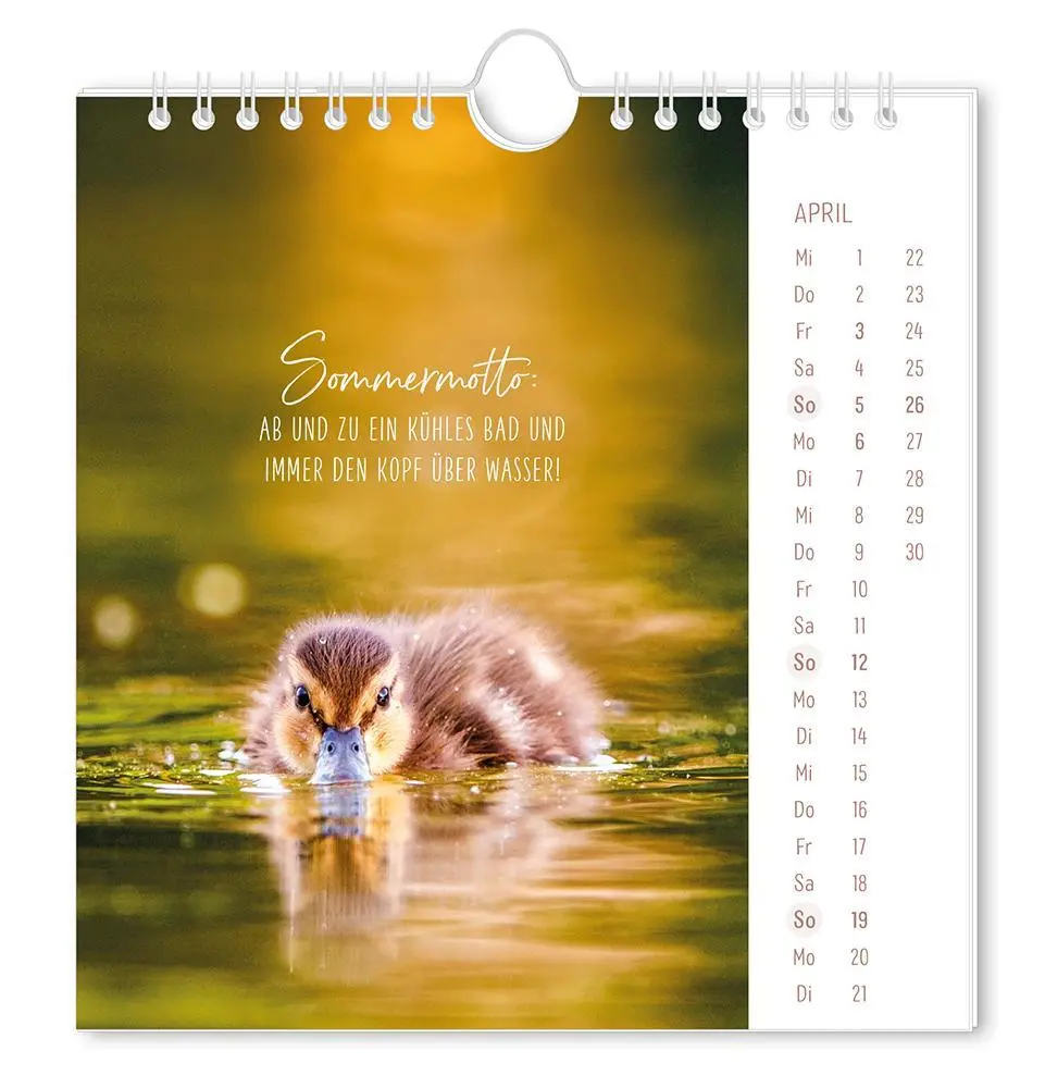 Bild: 9783986362058 | Postkartenkalender 2026 Lichtblicke | Postkartenkalender | Original