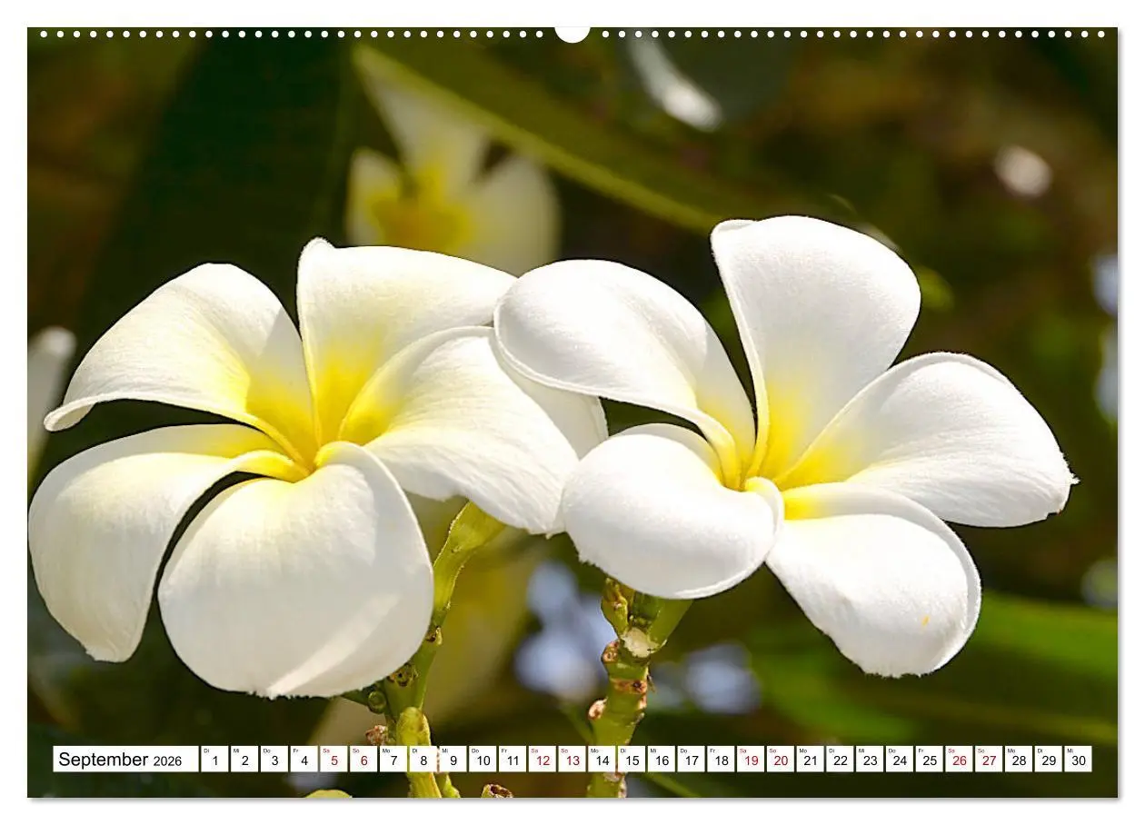 Bild: 9783457832158 | Rarotonga - Trauminsel im Südpazifik. (Wandkalender 2026 DIN A2...