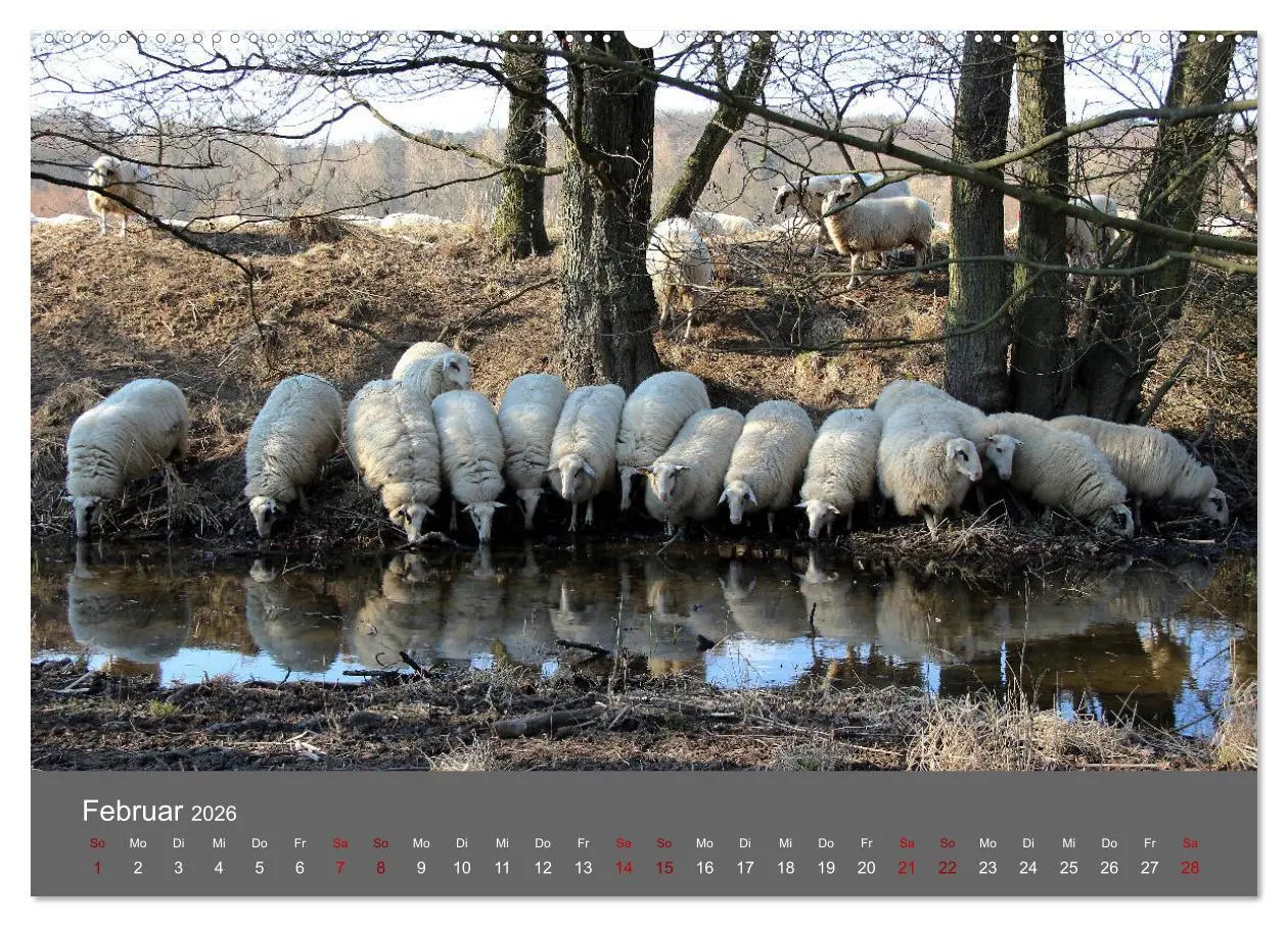 Bild: 9783457902158 | Wahner Heide - Aussichten und Begegnungen (Wandkalender 2026 DIN A2...