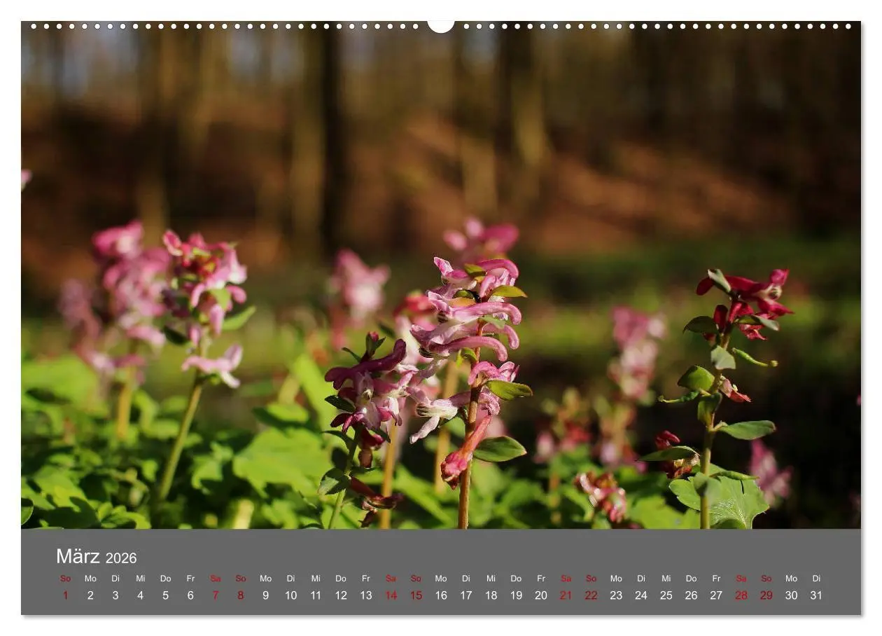 Bild: 9783457902158 | Wahner Heide - Aussichten und Begegnungen (Wandkalender 2026 DIN A2...