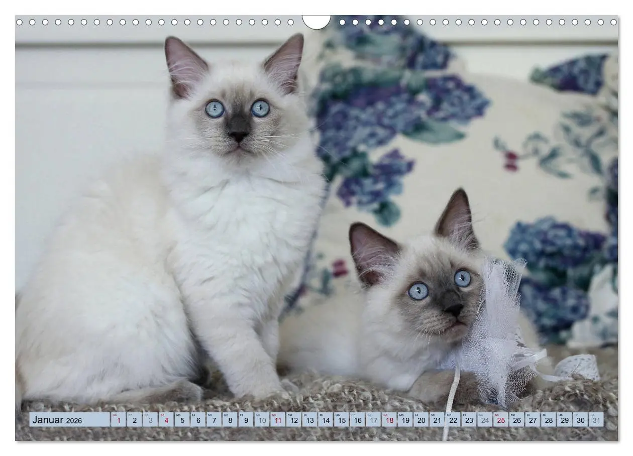 Bild: 9783457812358 | RAGDOLLS Impressionen aus der Kinderstube (Wandkalender 2026 DIN A3...