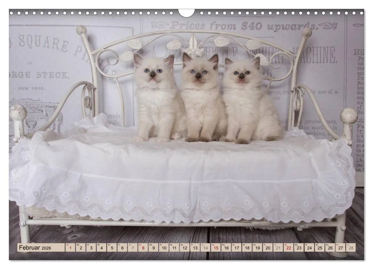 Bild: 9783457812358 | RAGDOLLS Impressionen aus der Kinderstube (Wandkalender 2026 DIN A3...