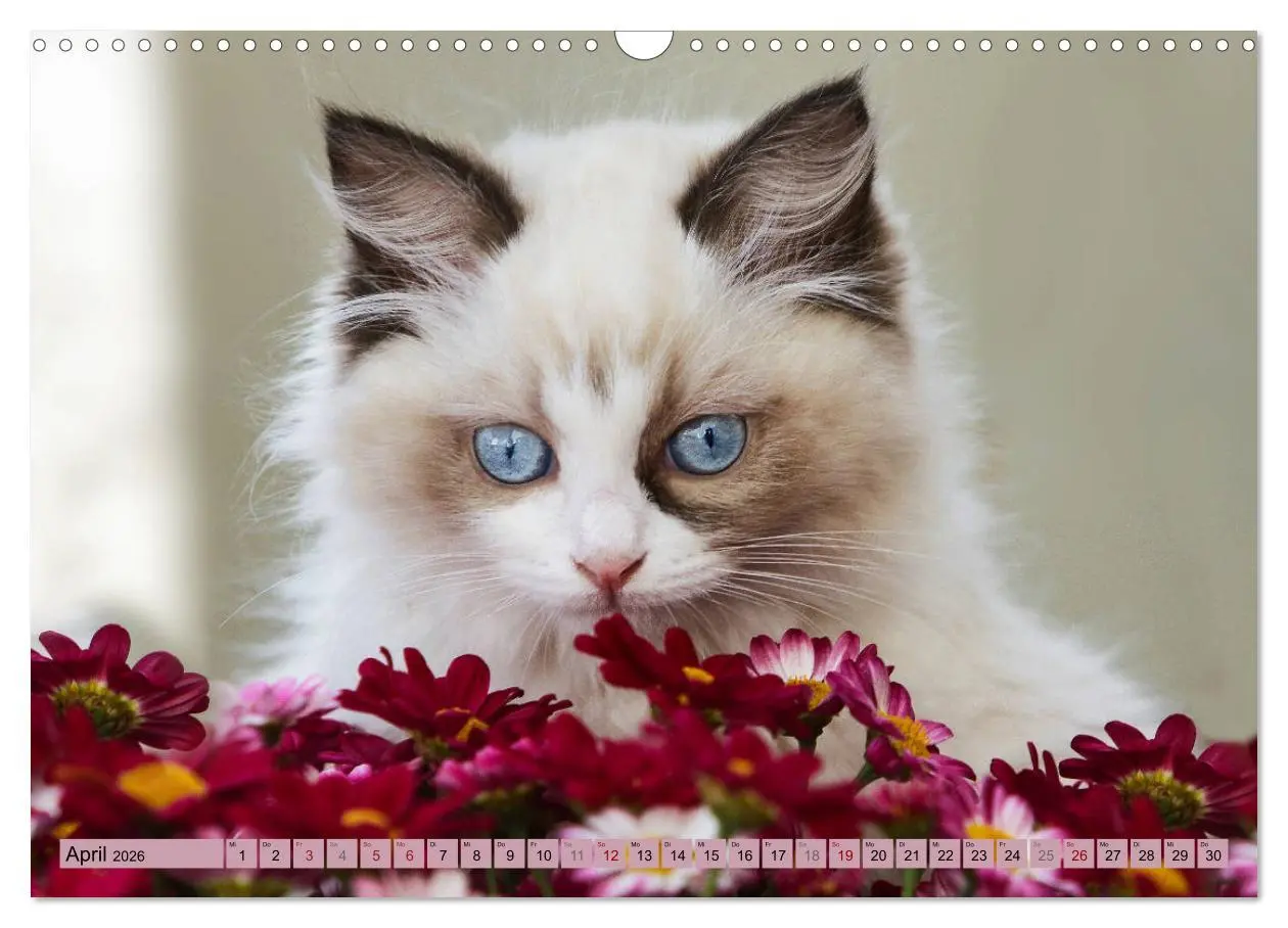 Bild: 9783457812358 | RAGDOLLS Impressionen aus der Kinderstube (Wandkalender 2026 DIN A3...