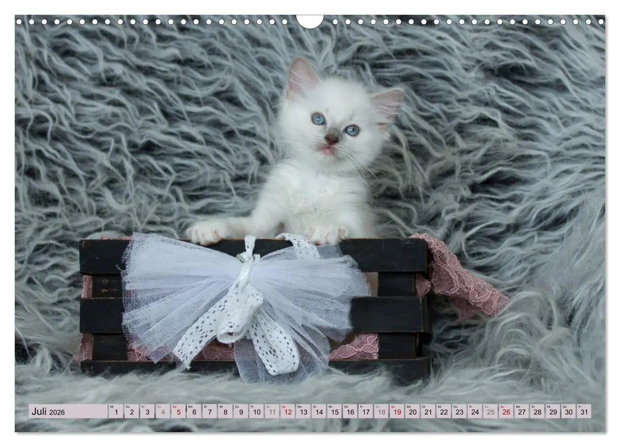 Bild: 9783457812358 | RAGDOLLS Impressionen aus der Kinderstube (Wandkalender 2026 DIN A3...