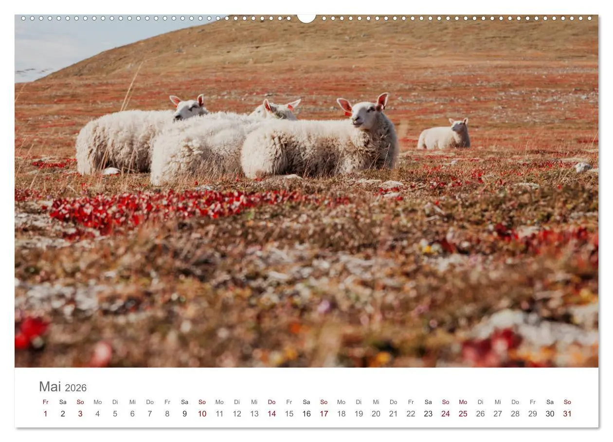 Bild: 9783457732458 | Schafe - Weich und wollig (hochwertiger Premium Wandkalender 2026...