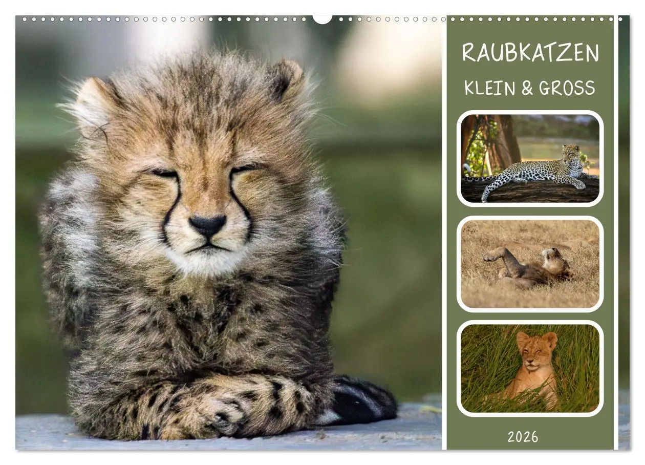 Cover: 9783457252758 | Raubkatzen - groß &amp; klein (Wandkalender 2026 DIN A2 quer), CALVENDO...