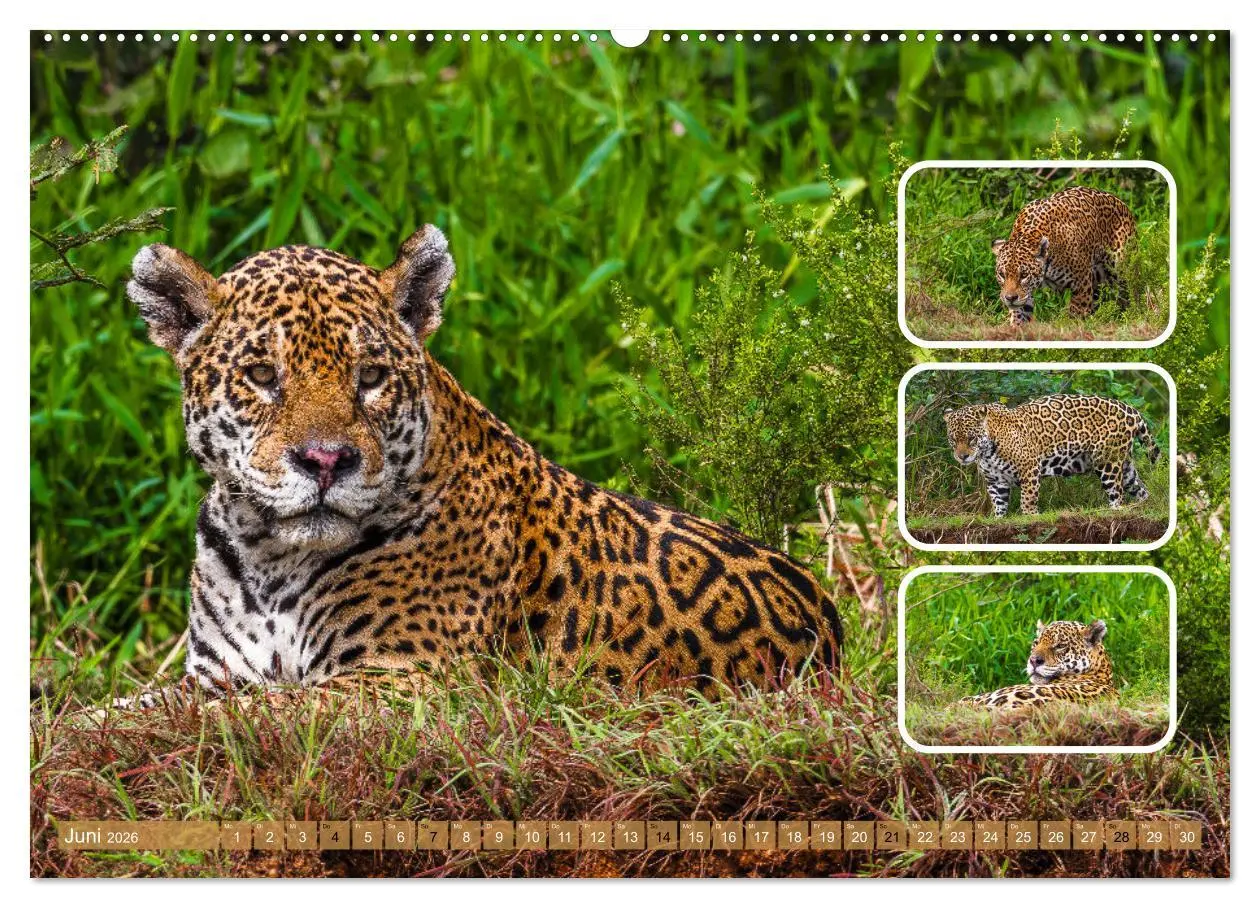 Bild: 9783457252758 | Raubkatzen - groß &amp; klein (Wandkalender 2026 DIN A2 quer), CALVENDO...