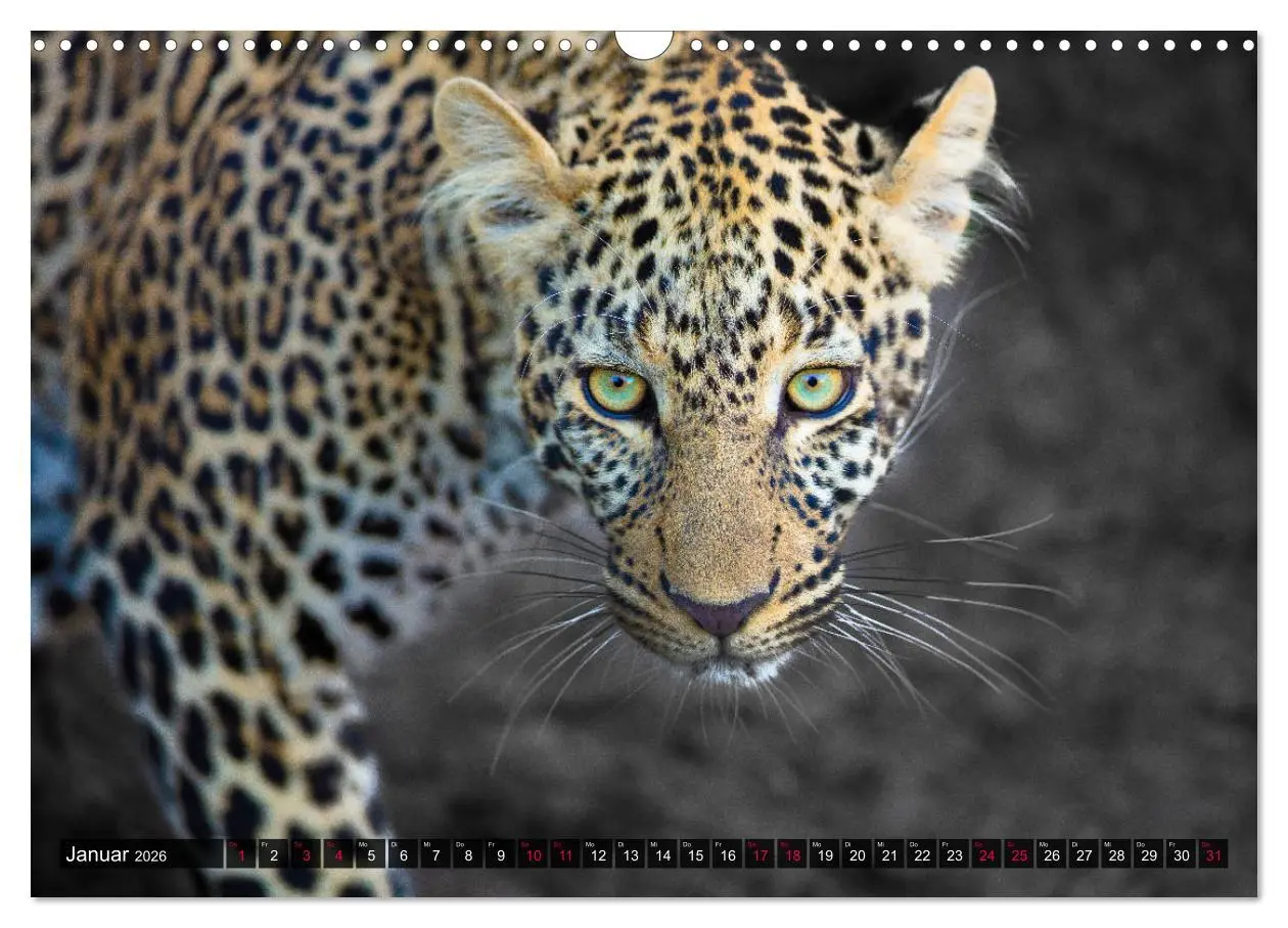 Bild: 9783457813058 | Safari Afrika (Wandkalender 2026 DIN A3 quer), CALVENDO Monatskalender