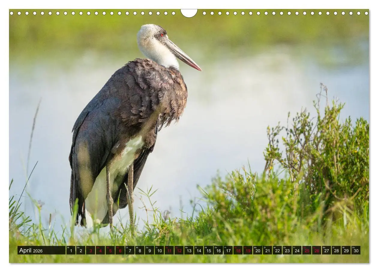 Bild: 9783457813058 | Safari Afrika (Wandkalender 2026 DIN A3 quer), CALVENDO Monatskalender