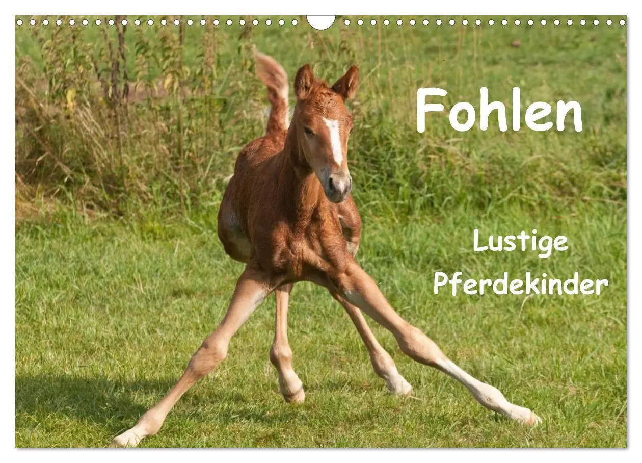 Cover: 9783457983058 | Fohlen - Lustige Pferdekinder (Wandkalender 2026 DIN A3 quer),...