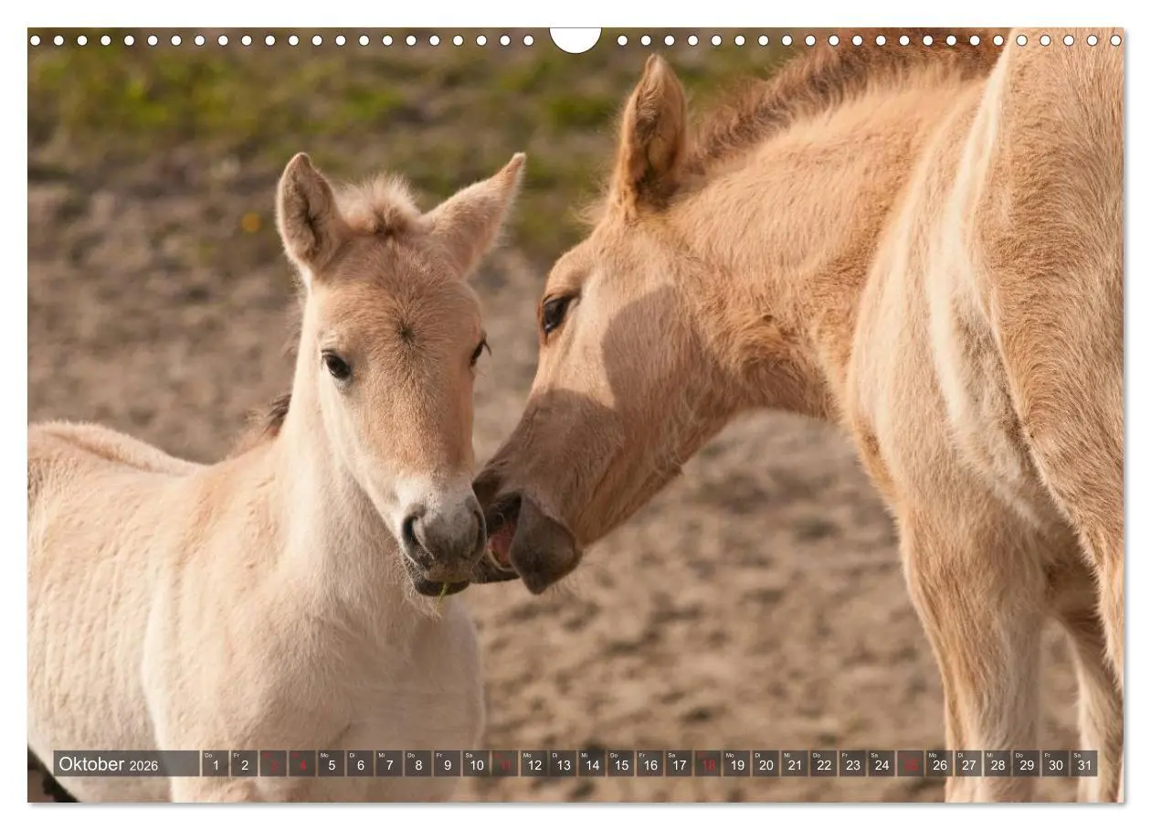 Bild: 9783457983058 | Fohlen - Lustige Pferdekinder (Wandkalender 2026 DIN A3 quer),...