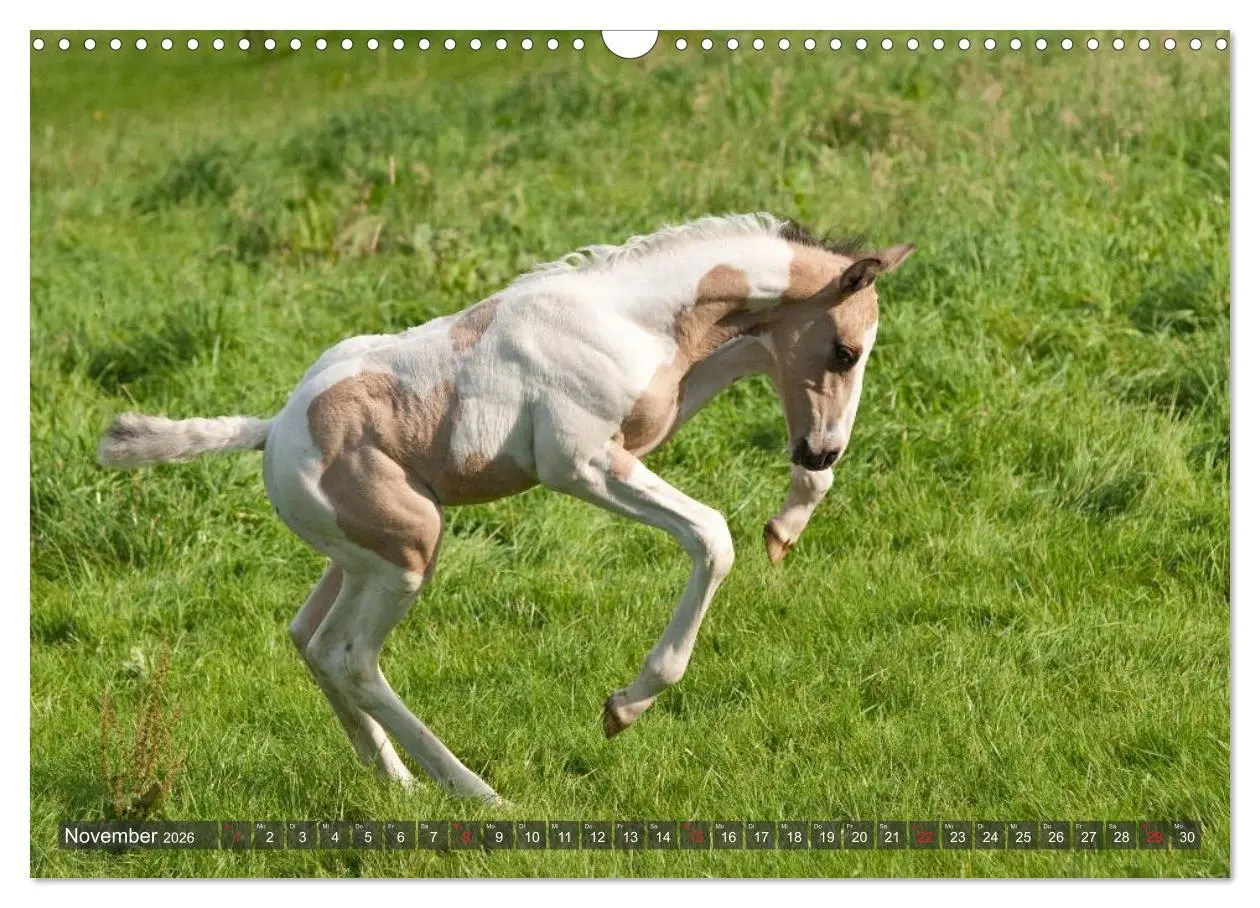 Bild: 9783457983058 | Fohlen - Lustige Pferdekinder (Wandkalender 2026 DIN A3 quer),...