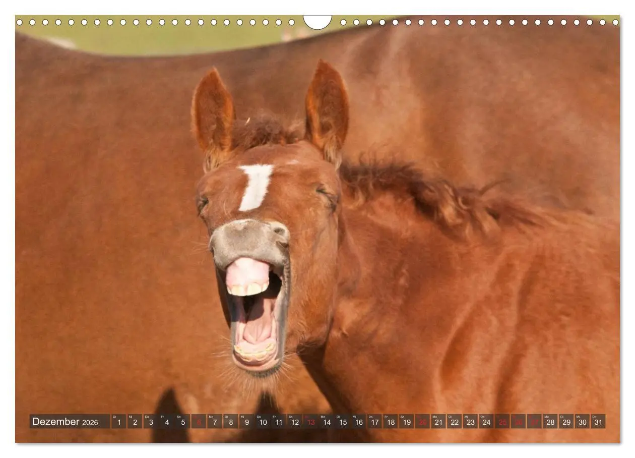 Bild: 9783457983058 | Fohlen - Lustige Pferdekinder (Wandkalender 2026 DIN A3 quer),...