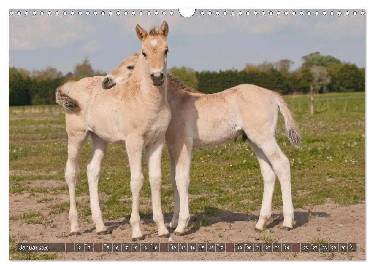Bild: 9783457983058 | Fohlen - Lustige Pferdekinder (Wandkalender 2026 DIN A3 quer),...