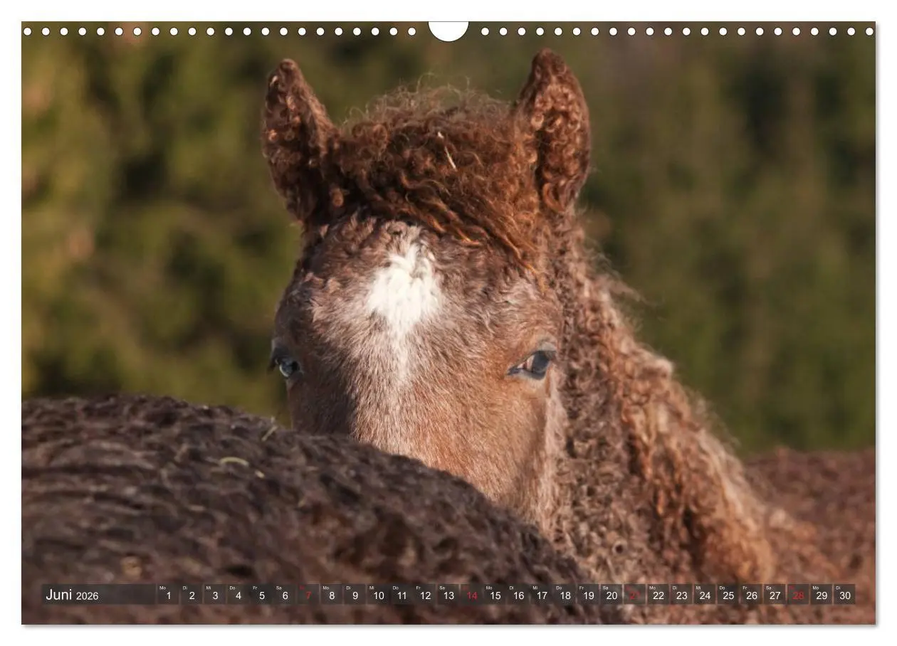 Bild: 9783457983058 | Fohlen - Lustige Pferdekinder (Wandkalender 2026 DIN A3 quer),...