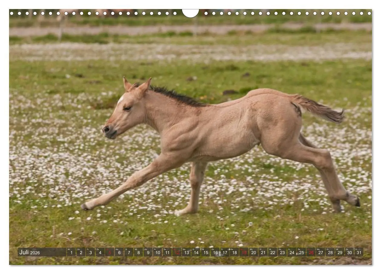 Bild: 9783457983058 | Fohlen - Lustige Pferdekinder (Wandkalender 2026 DIN A3 quer),...