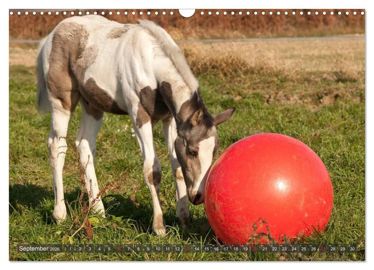 Bild: 9783457983058 | Fohlen - Lustige Pferdekinder (Wandkalender 2026 DIN A3 quer),...