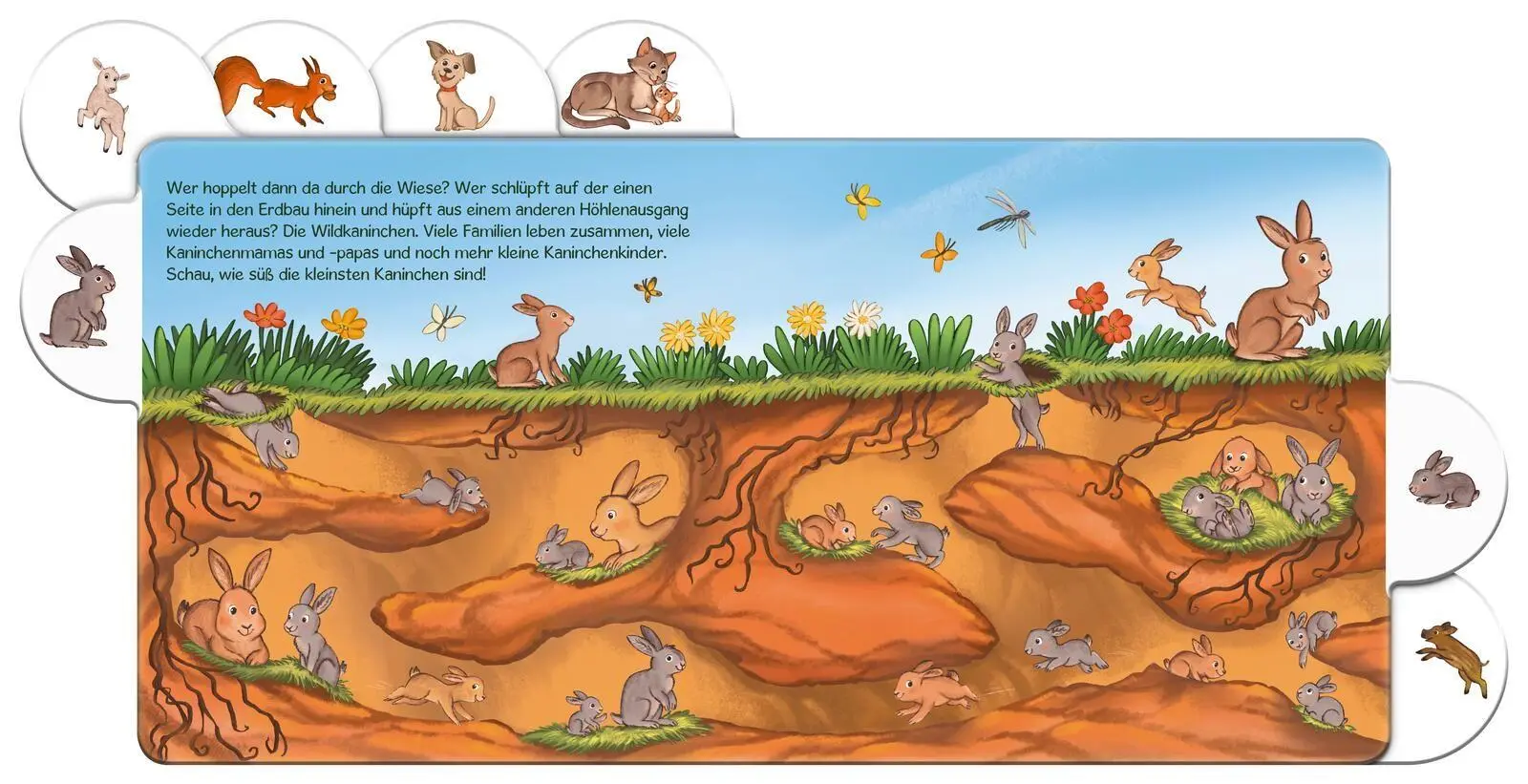 Bild: 9783551173058 | Schau mal, die Tierkinder | Julia Hofmann | Buch | 16 S. | Deutsch