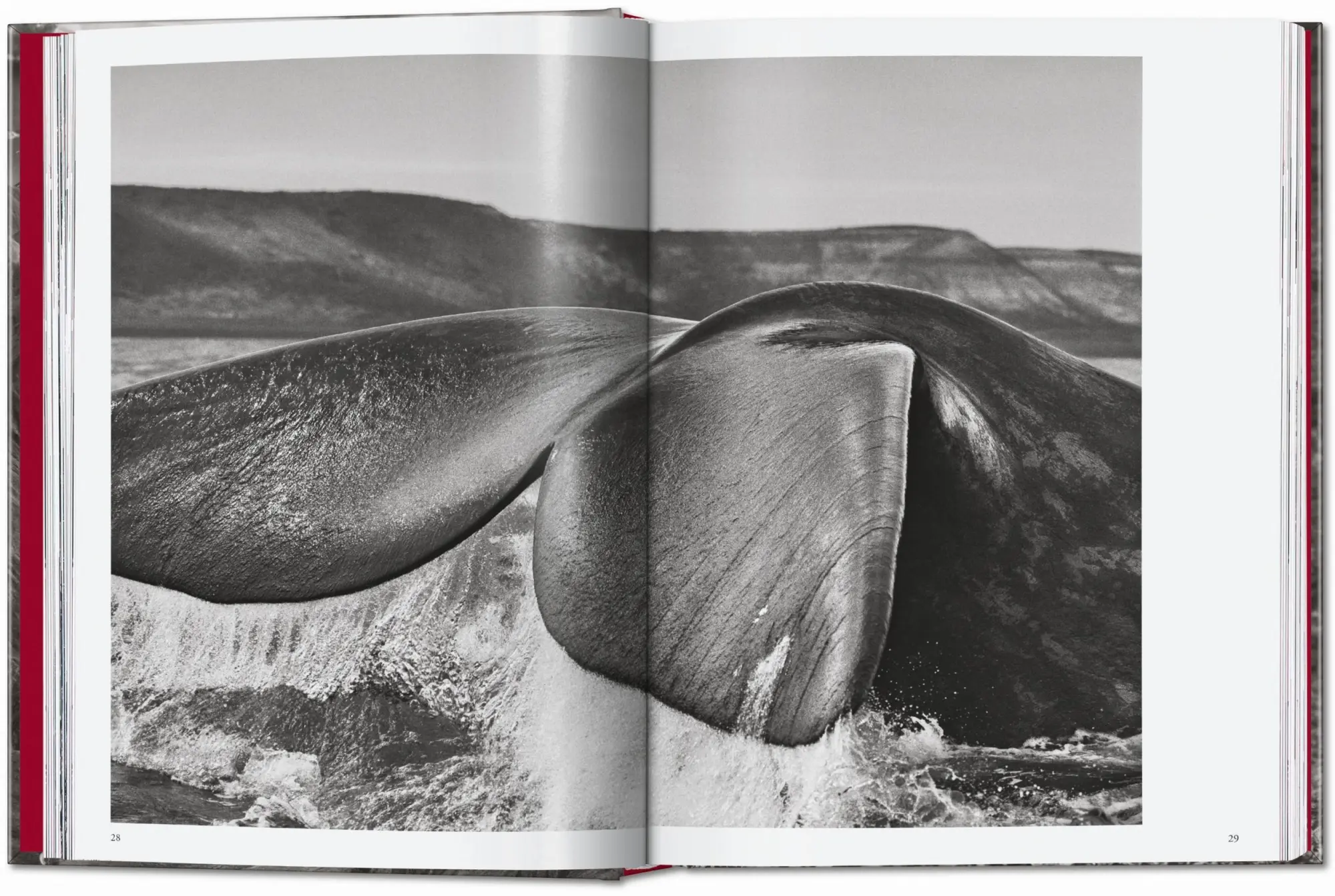 Bild: 9783754403358 | Sebastião Salgado. Genesis. 45th Ed. | Lélia Wanick Salgado | Buch