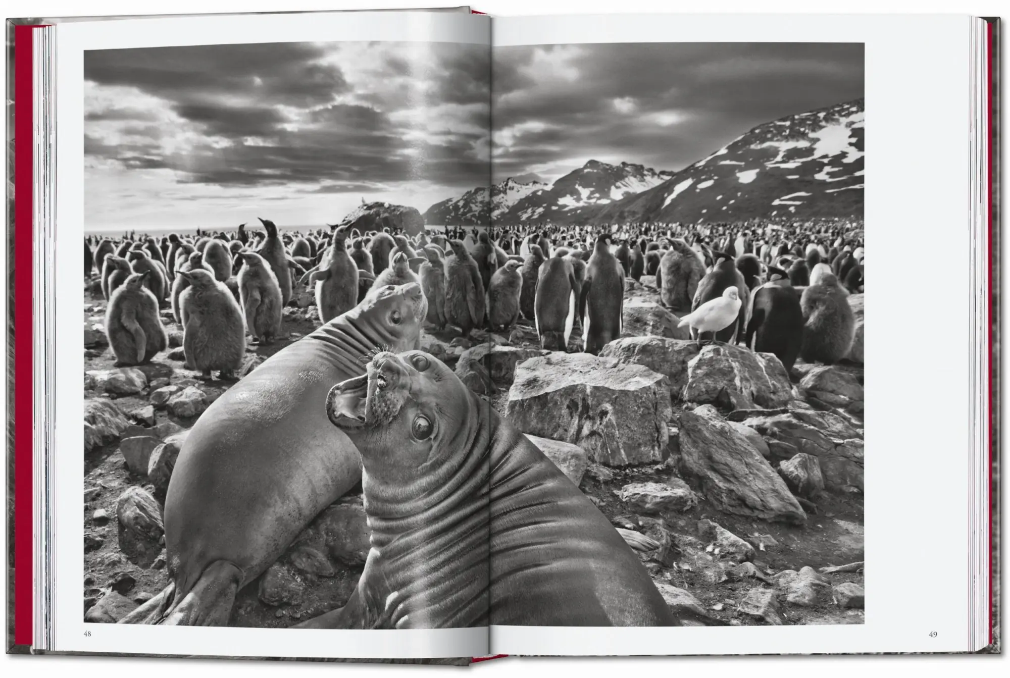 Bild: 9783754403358 | Sebastião Salgado. Genesis. 45th Ed. | Lélia Wanick Salgado | Buch