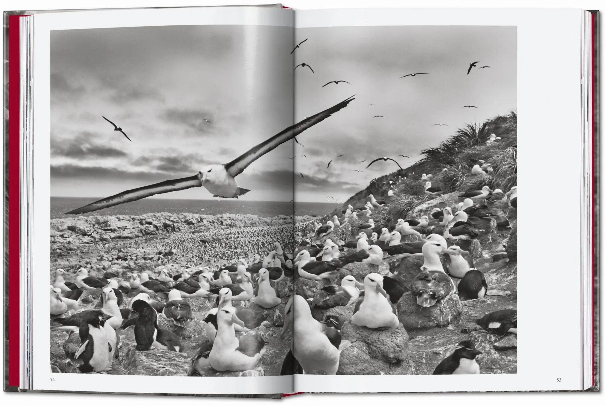 Bild: 9783754403358 | Sebastião Salgado. Genesis. 45th Ed. | Lélia Wanick Salgado | Buch