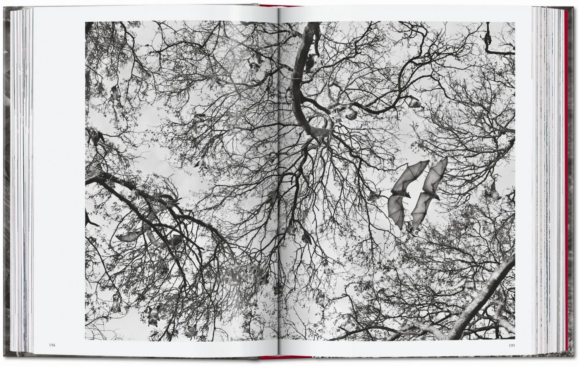 Bild: 9783754403358 | Sebastião Salgado. Genesis. 45th Ed. | Lélia Wanick Salgado | Buch