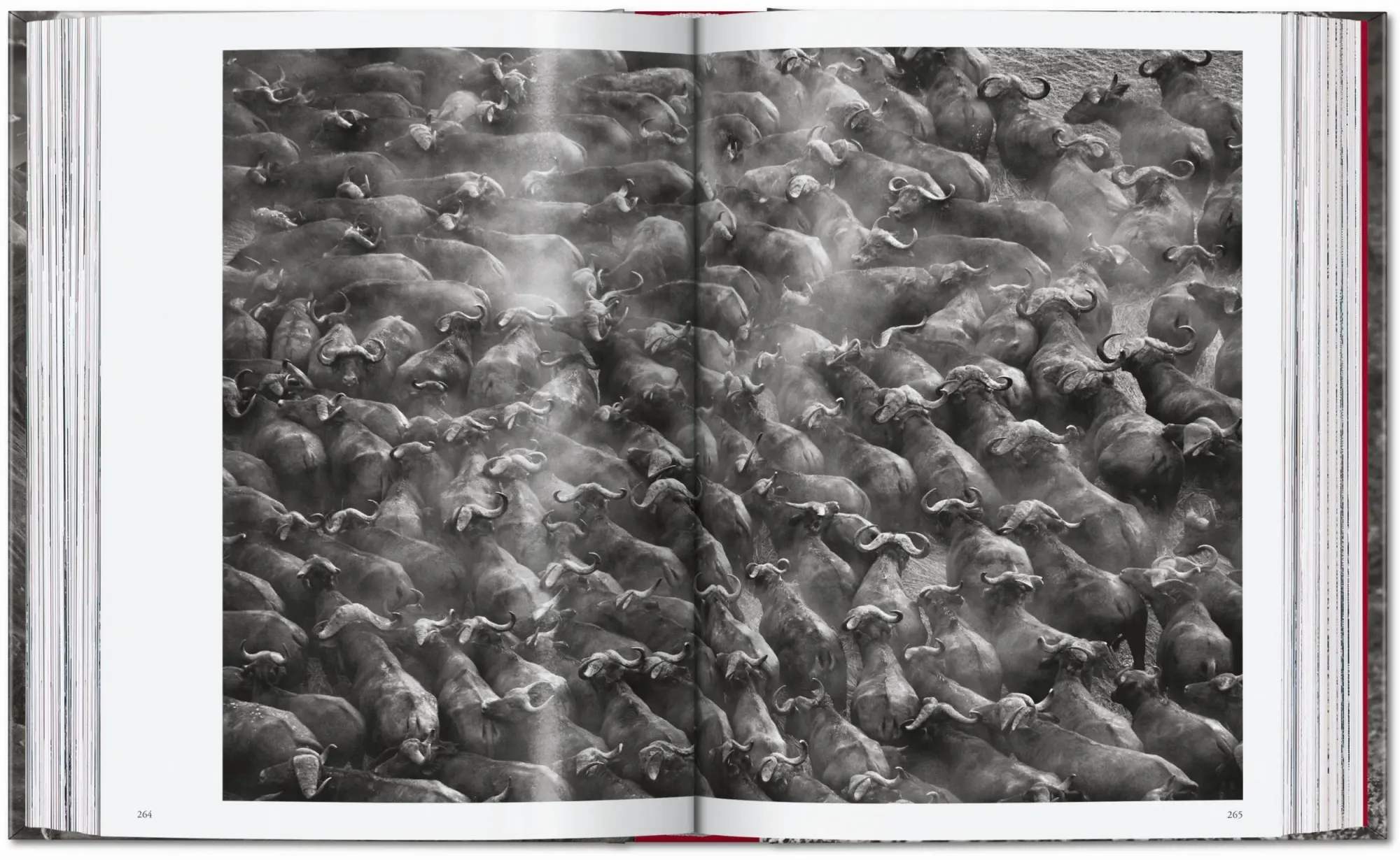 Bild: 9783754403358 | Sebastião Salgado. Genesis. 45th Ed. | Lélia Wanick Salgado | Buch