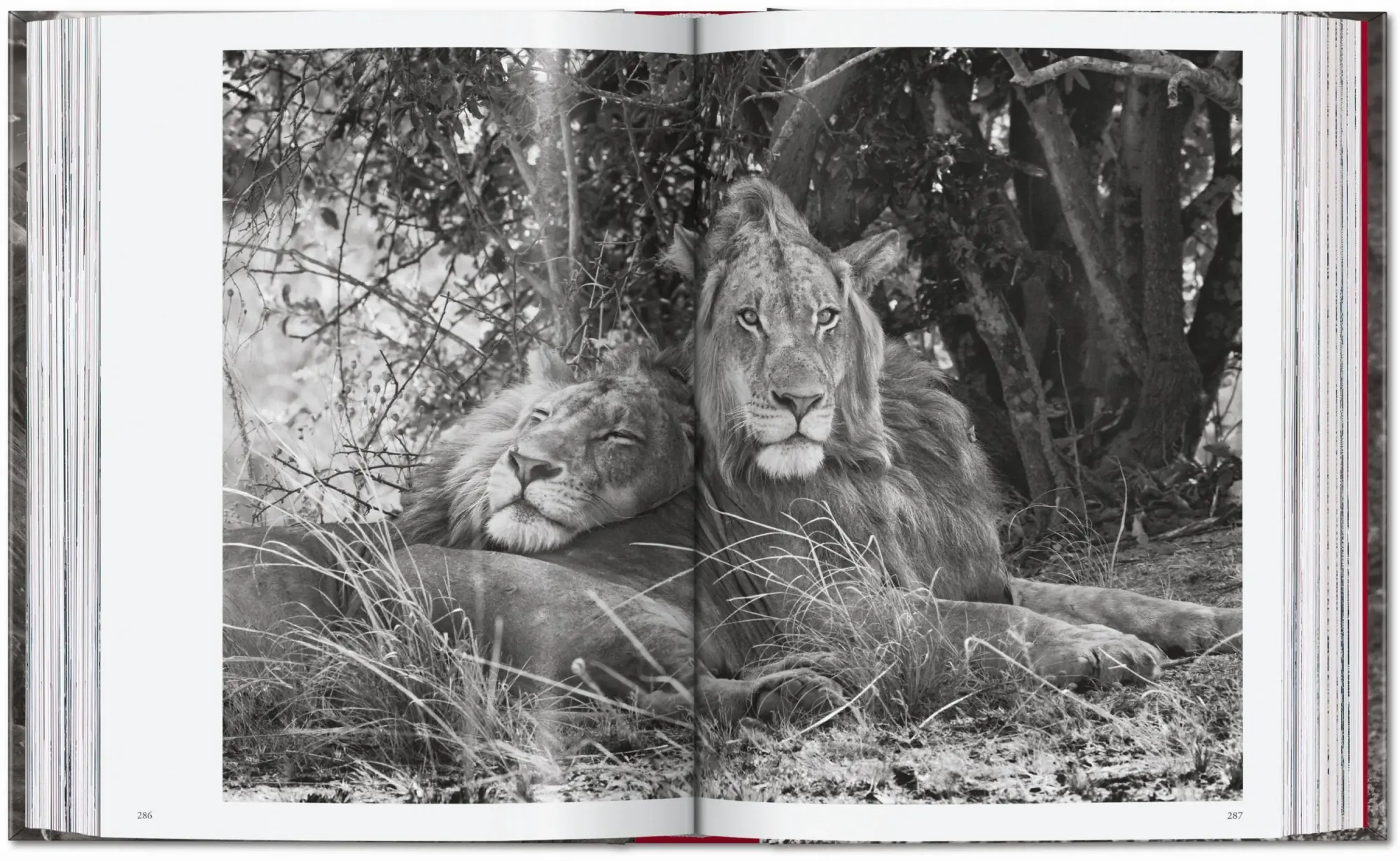Bild: 9783754403358 | Sebastião Salgado. Genesis. 45th Ed. | Lélia Wanick Salgado | Buch