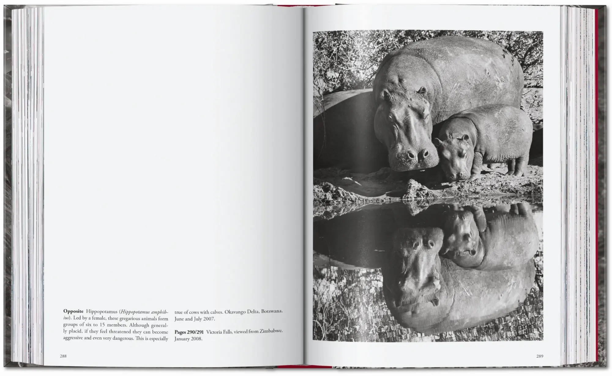 Bild: 9783754403358 | Sebastião Salgado. Genesis. 45th Ed. | Lélia Wanick Salgado | Buch