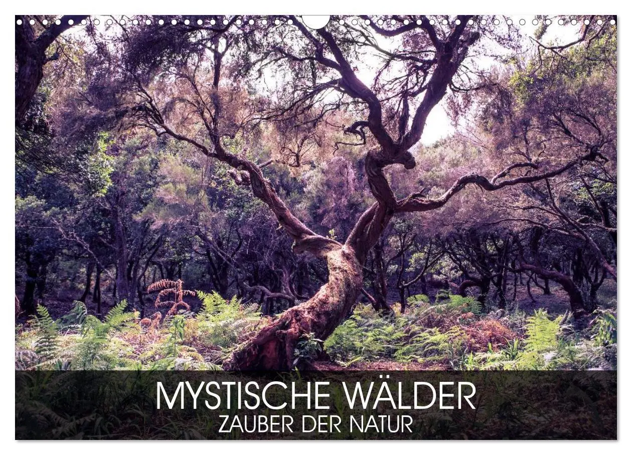 Cover: 9783516033458 | Mystische Wälder - Zauber der Natur (Wandkalender 2026 DIN A3...