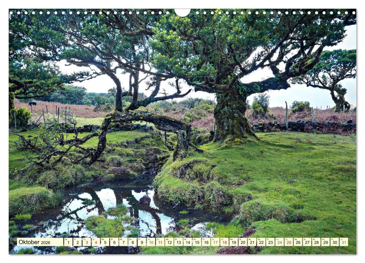 Bild: 9783516033458 | Mystische Wälder - Zauber der Natur (Wandkalender 2026 DIN A3...