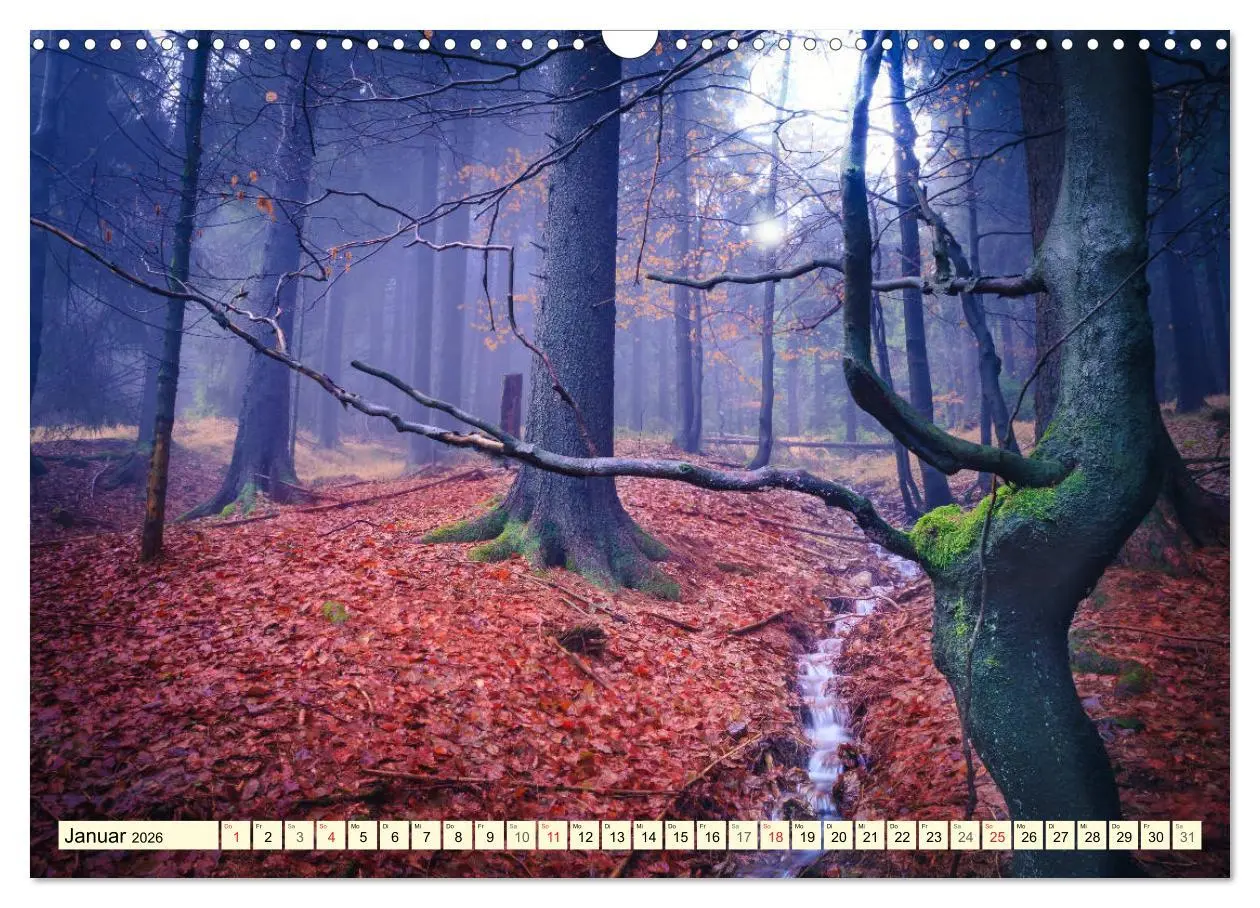 Bild: 9783516033458 | Mystische Wälder - Zauber der Natur (Wandkalender 2026 DIN A3...