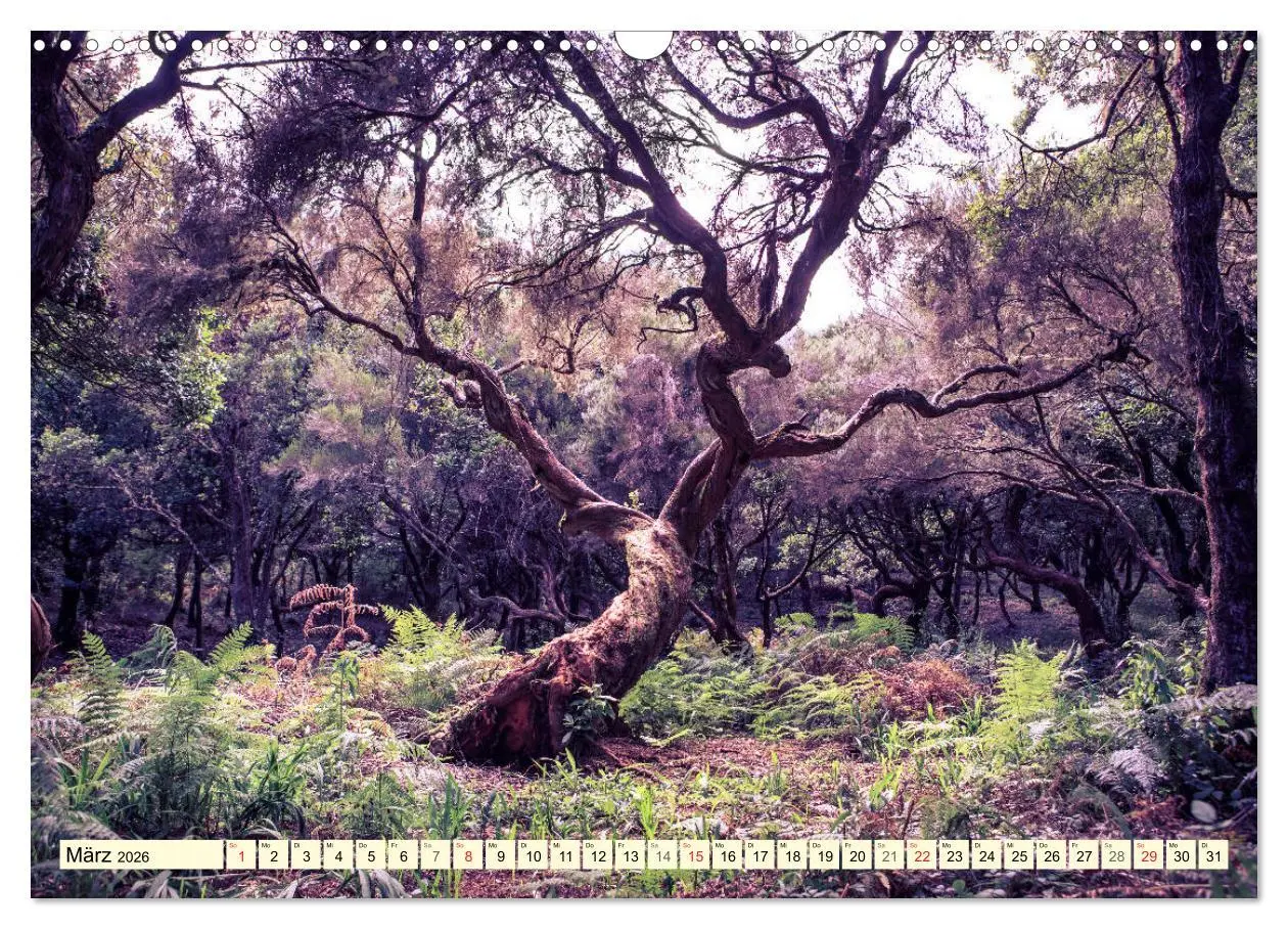 Bild: 9783516033458 | Mystische Wälder - Zauber der Natur (Wandkalender 2026 DIN A3...
