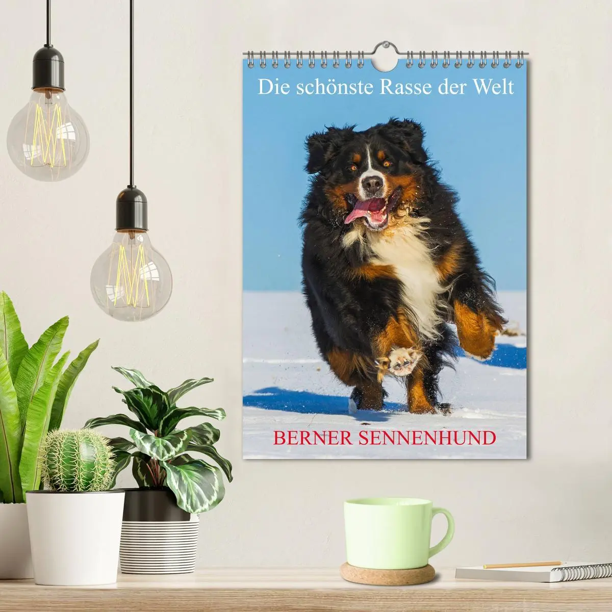 Bild: 9783516413458 | Die schönste Rasse der Welt - Berner Sennenhund (Wandkalender 2026...
