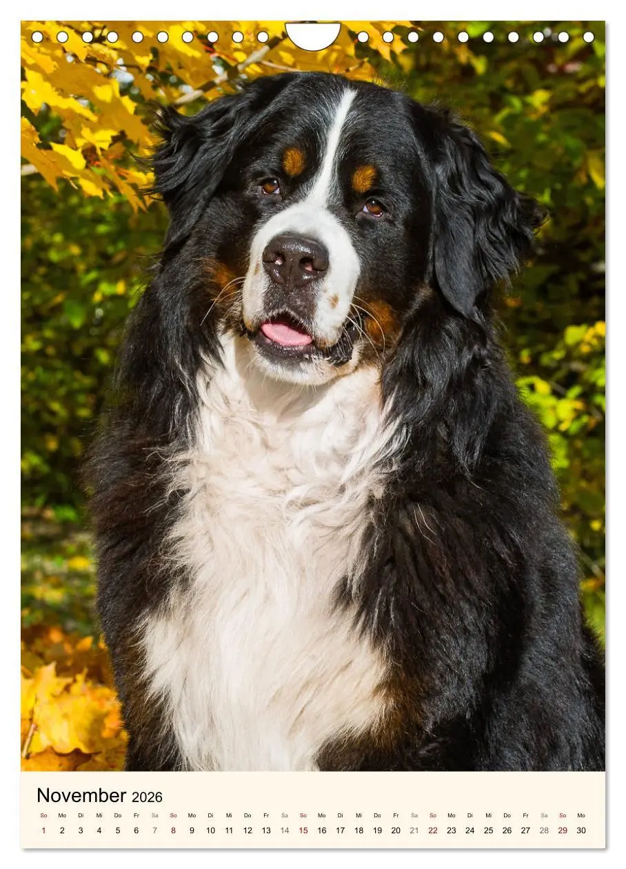 Bild: 9783516413458 | Die schönste Rasse der Welt - Berner Sennenhund (Wandkalender 2026...