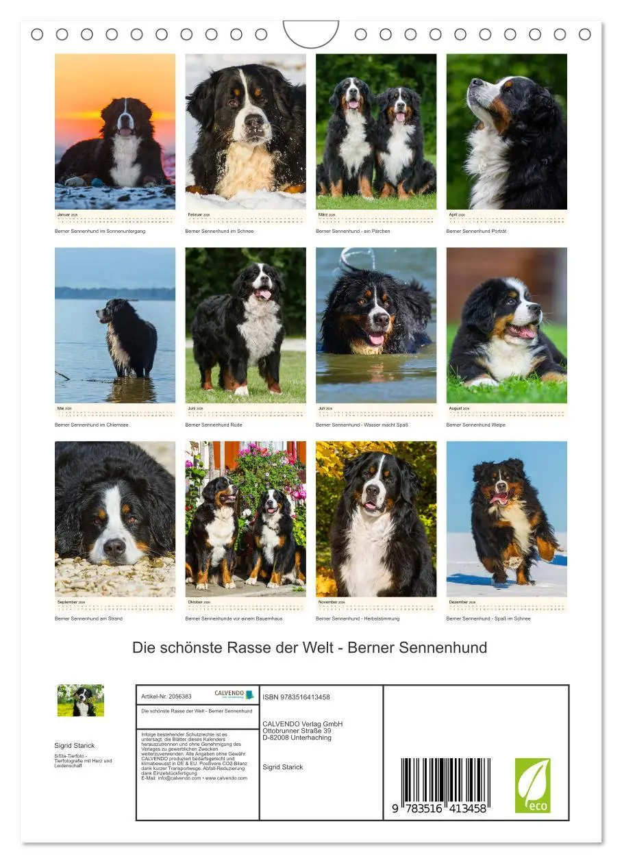 Bild: 9783516413458 | Die schönste Rasse der Welt - Berner Sennenhund (Wandkalender 2026...