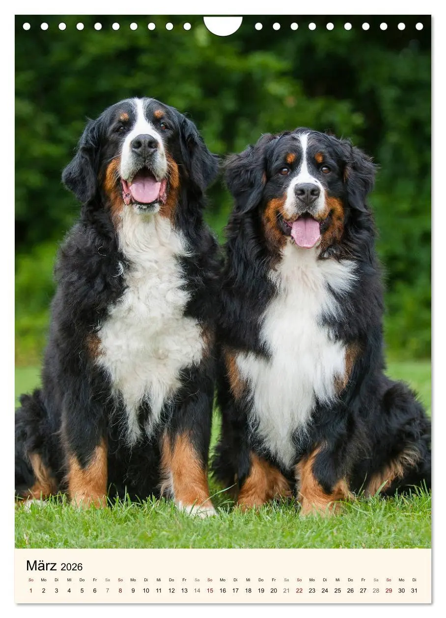 Bild: 9783516413458 | Die schönste Rasse der Welt - Berner Sennenhund (Wandkalender 2026...
