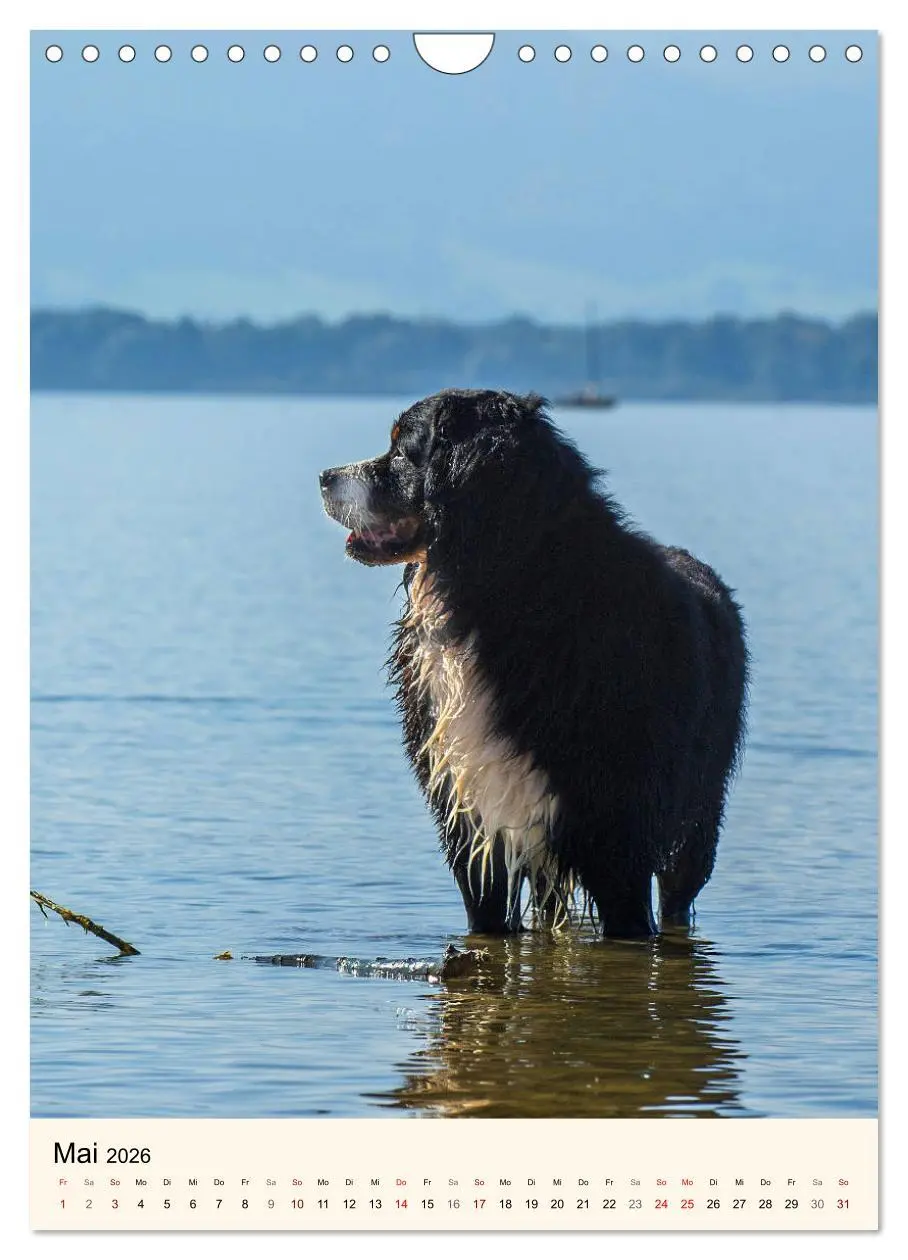 Bild: 9783516413458 | Die schönste Rasse der Welt - Berner Sennenhund (Wandkalender 2026...