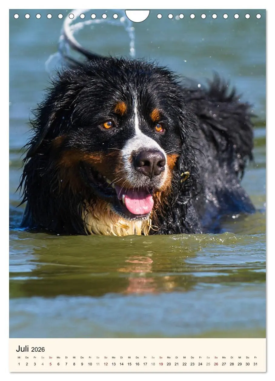 Bild: 9783516413458 | Die schönste Rasse der Welt - Berner Sennenhund (Wandkalender 2026...